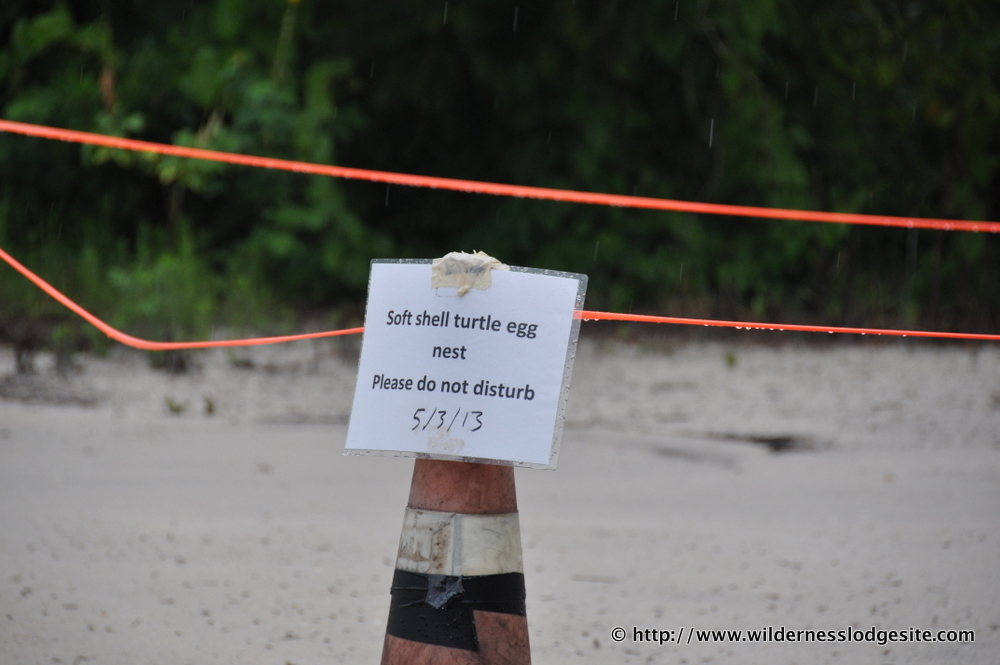 Turtle Egg Nest at Wilderness Lodge 